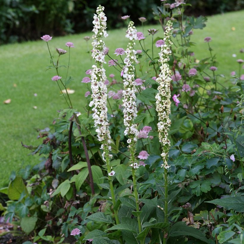 Graines de Verbascum chaixii Album - Molène de Chaix. (Plant habit)