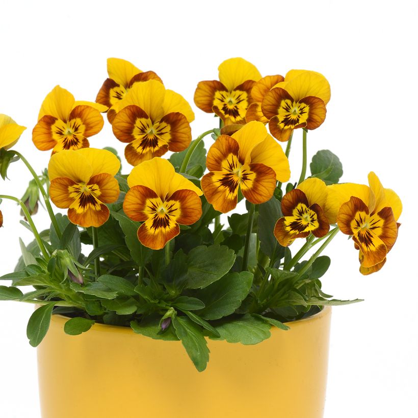 Graines de Viola cornuta Sorbet Honeybee (Plant habit)