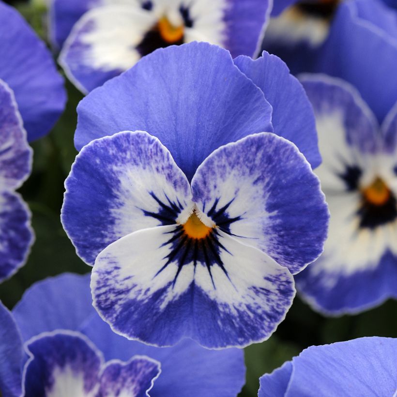 Graines de Viola cornuta Sorbet XP Delft Blue (Flowering)