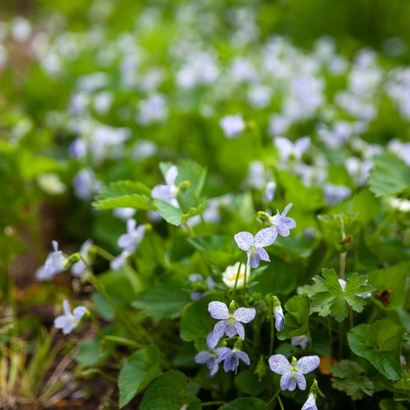 Graines de Viola sororia Freckles - Violette des bois (Plant habit)