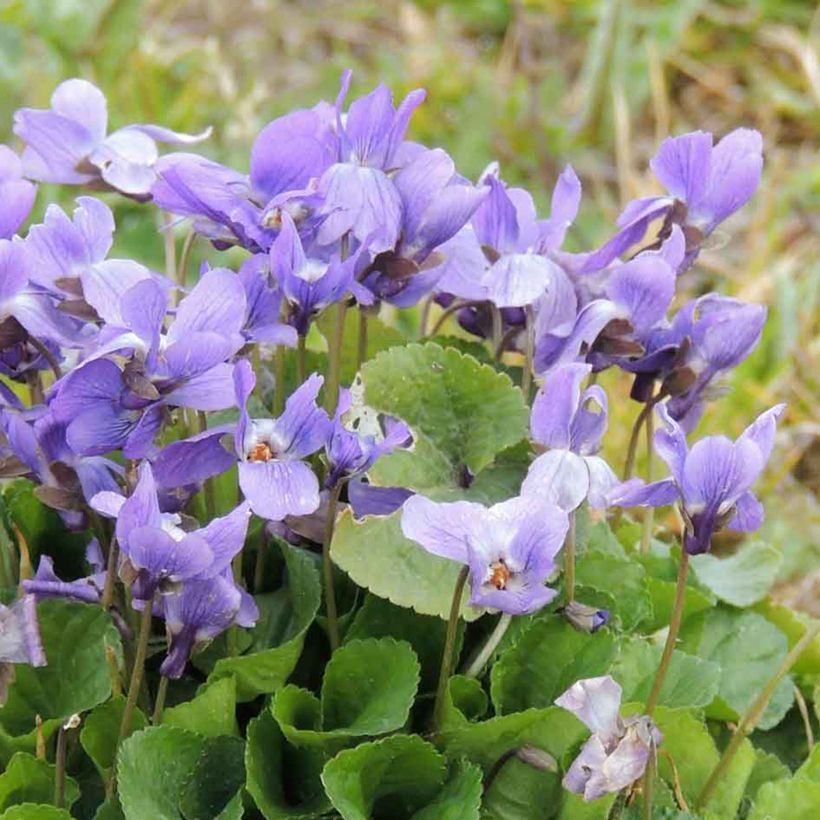 Graines de Violette odorante - Viola odorata (Flowering)