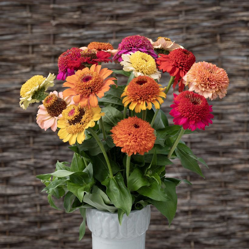 Graines de Zinnia à fleur de scabieuse Crestar! Mix (Flowering)