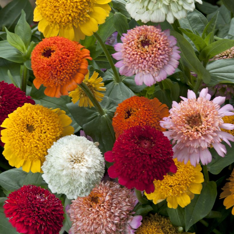 Graines de Zinnia elegans Cresto! Citrus Mixture (Flowering)