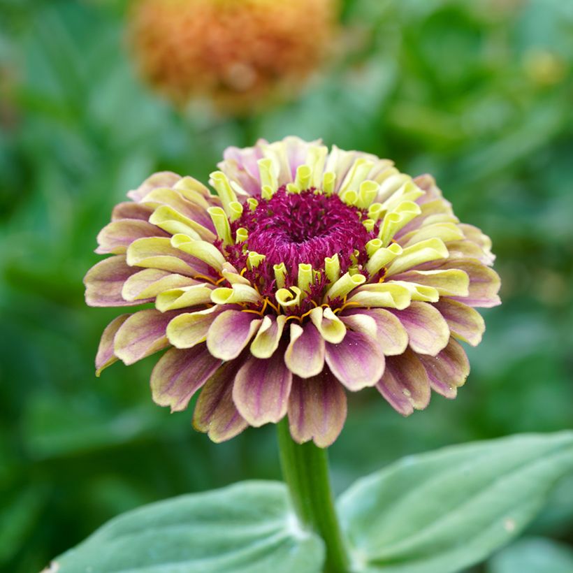 Graines de Zinnia elegans Queen Red Lime (Flowering)