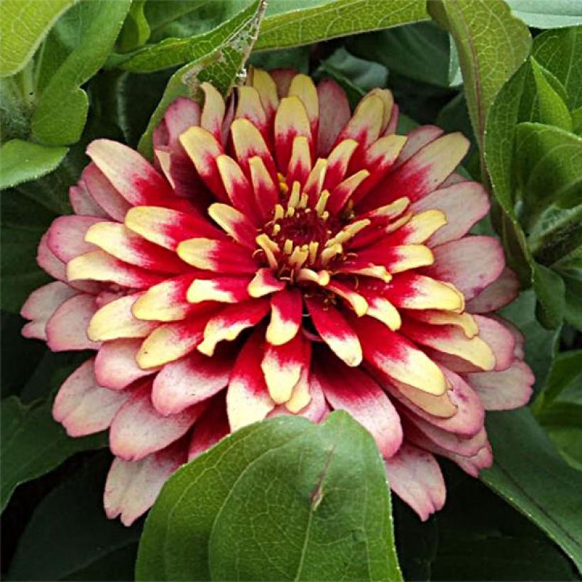 Graines de Zinnia elegans Swizzle Cherry & Ivory (Flowering)