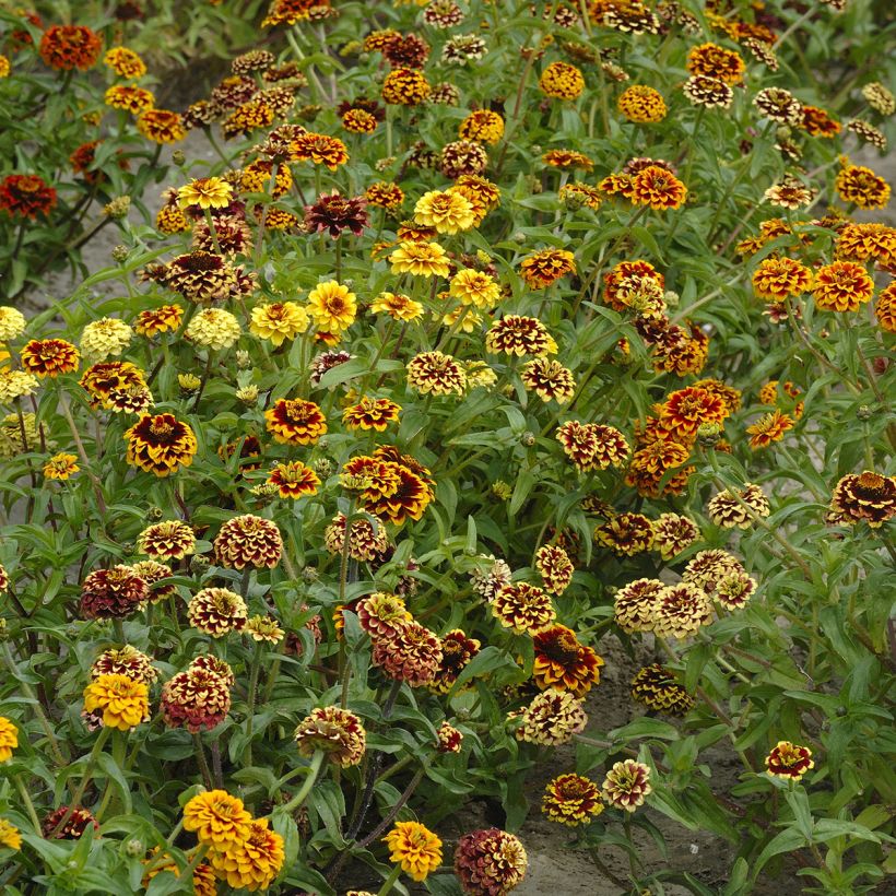 Graines de Zinnia haageana Jazzy Mix (Plant habit)