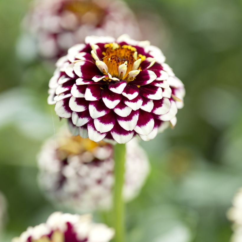 Graines de Zinnia haageana Jazzy Red (Flowering)