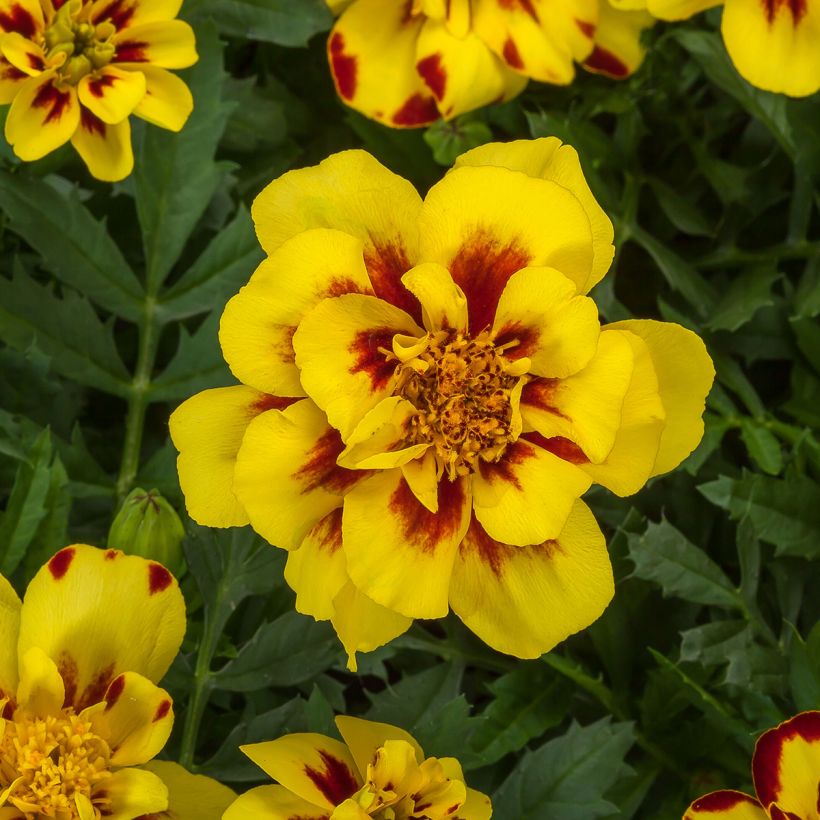 Graines d'oeillet d'Inde nain Alumia Crème Brulee - Tagetes patula (Flowering)