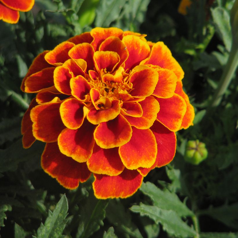 Graines d'oeillet d'Inde nain Reine Sophie BIO - Tagetes patula (Flowering)