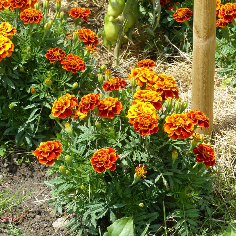 Graines d'oeillet d'Inde nain Reine Sophie BIO - Tagetes patula (Plant habit)