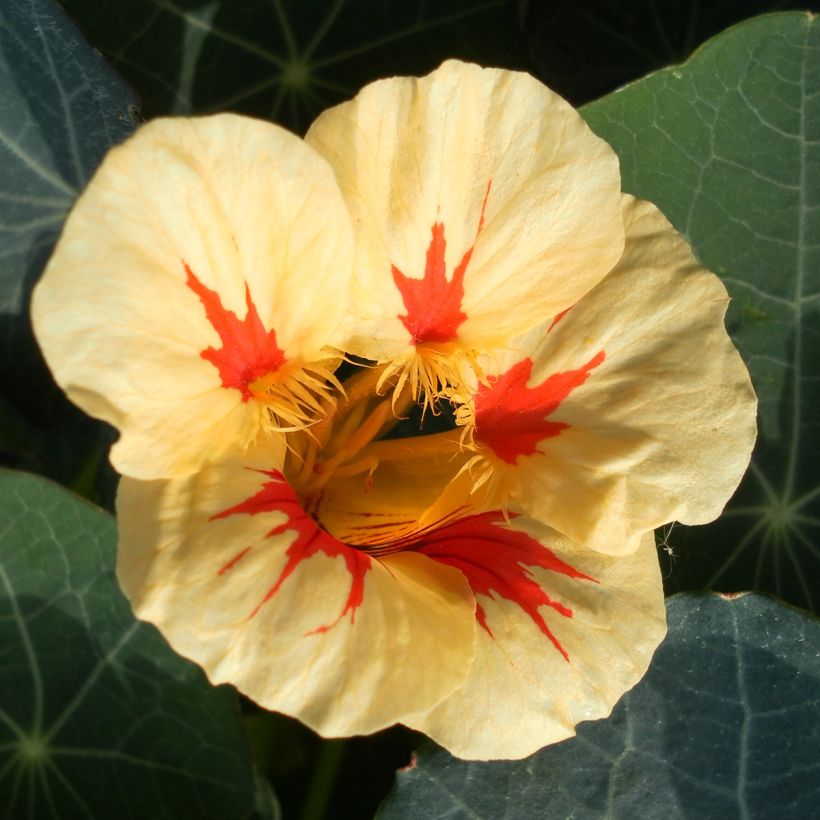 Graines de Capucine naine Peach Melba - Tropaeolum majus (Flowering)