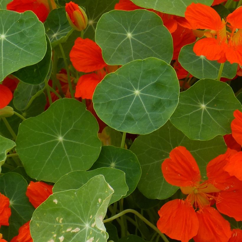 Graines de Capucine naine Whirlybird Orange (Foliage)