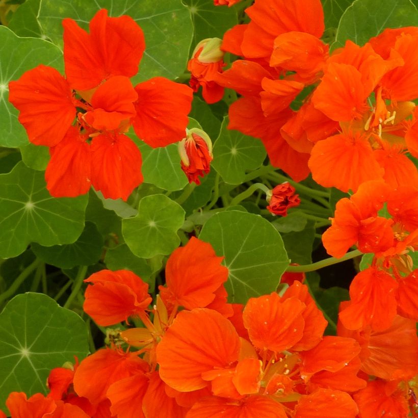 Graines de Capucine naine Whirlybird Orange (Flowering)
