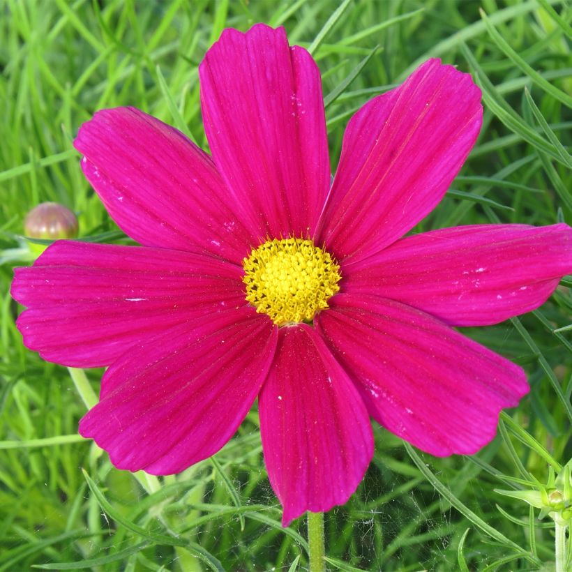 Graines de Cosmos sonata nain Royal Dwarf Carmine (Flowering)