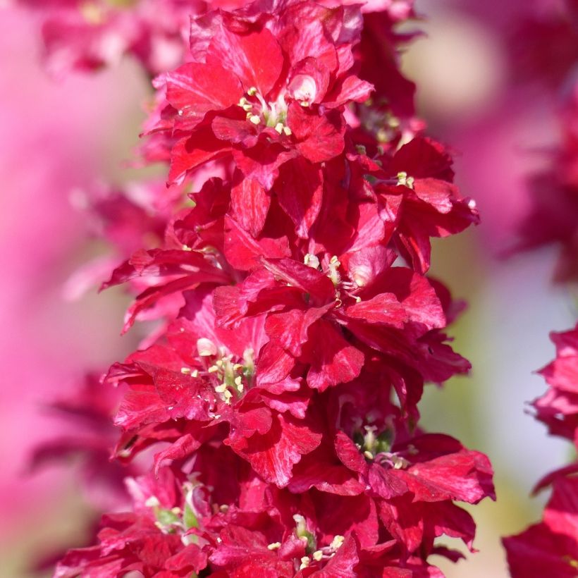 Graines de Delphinium Deep red - Pied d'Alouette annuel rouge (Flowering)