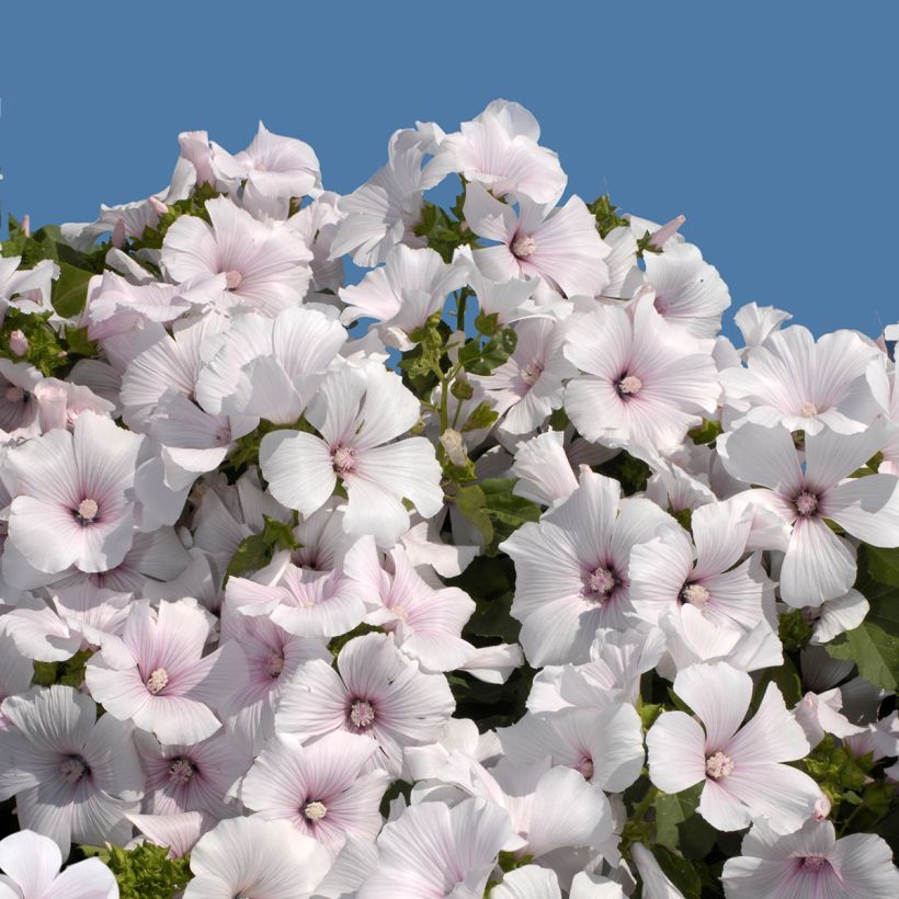 Graines de lavatère annuelle New Dwarf Pink Blush - Lavatera trimsetris (Flowering)