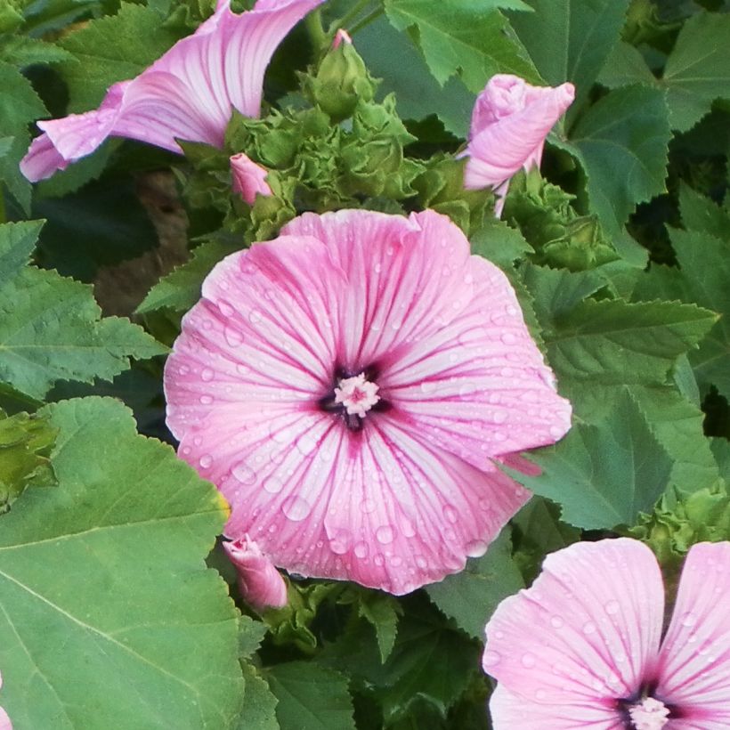 Graines de Lavatère annuelle Silver Cup (Flowering)
