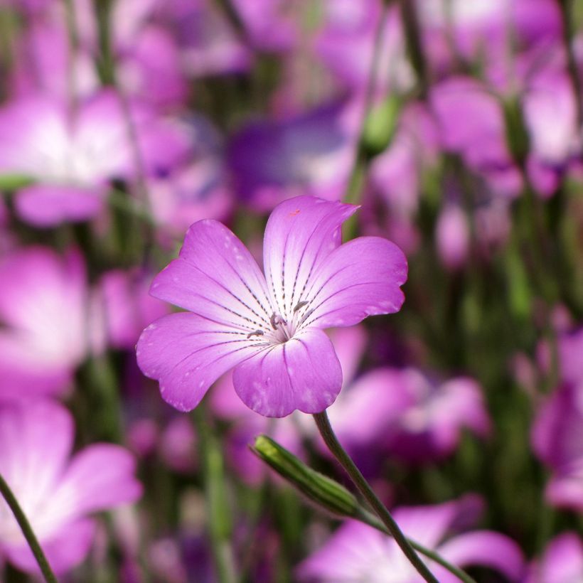 Graines de nielle des blés Coquelourde Milas - Agrostemma githago (Flowering)