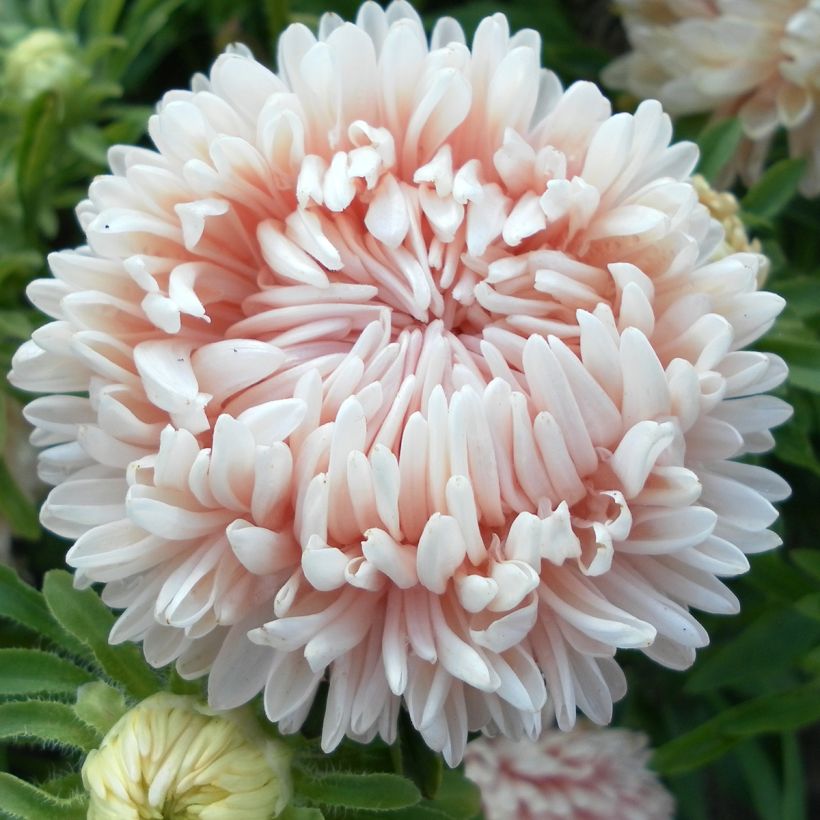 Graines de Reine-marguerite Duchesse en mélange (Flowering)