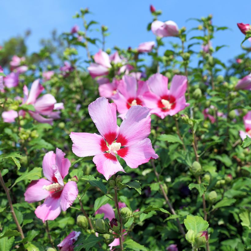 Graines d'Hibiscus des jardins - Hibiscus syriacus (Flowering)