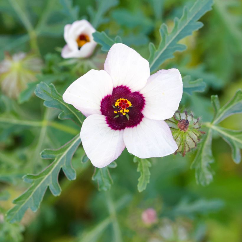 Graines d'Hibiscus trionum (Flowering)