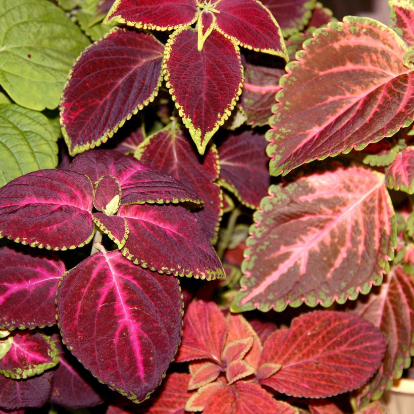 Graines de Coléus Kong en mélange - Solenostemon scutellaroides (Foliage)