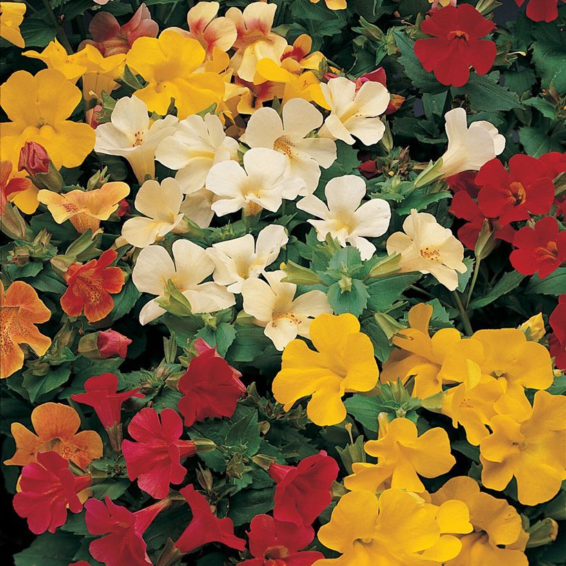 Graines de Mimulus Mystic Mixed F1 Hybrid  (Flowering)