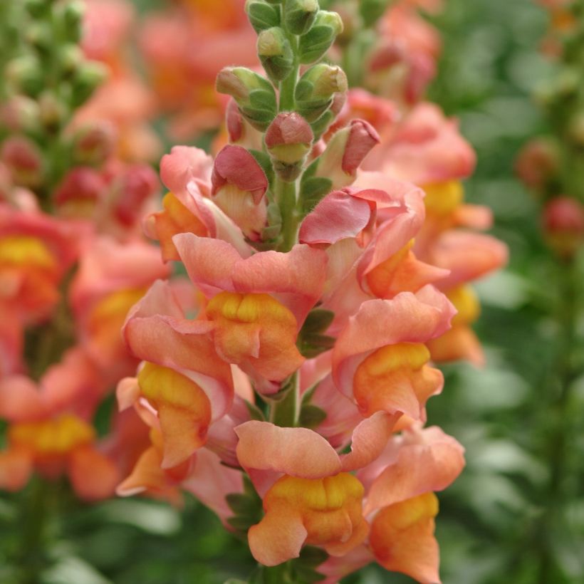 Graines de Muflier F1 Potomac Orange - Antirrhinum majus (Flowering)