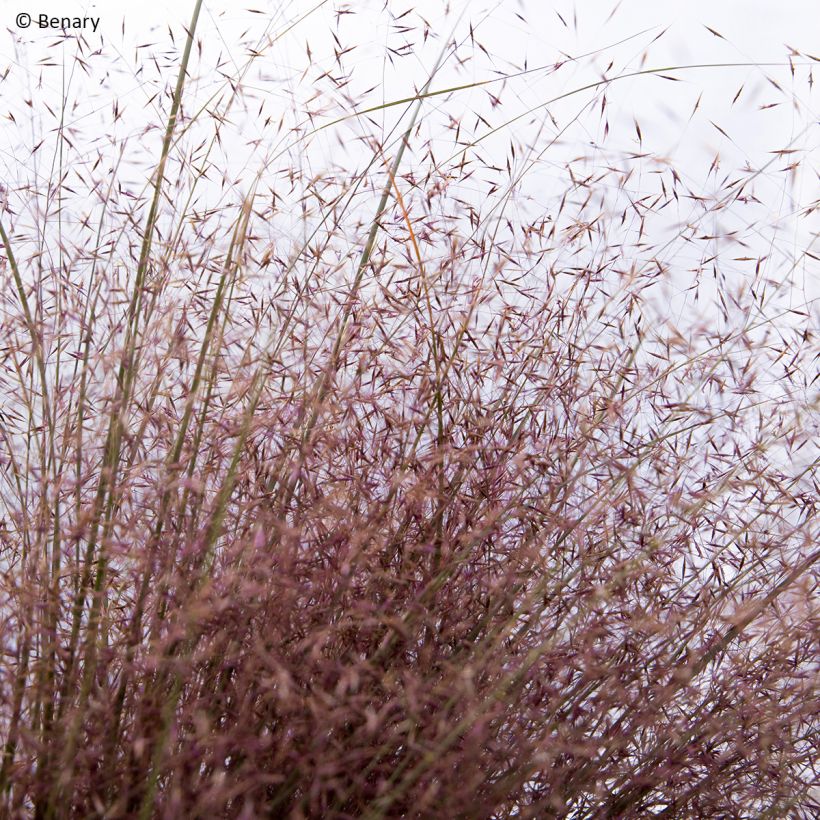 Graines de Muhlenbergia reverchonii Rosy (Flowering)