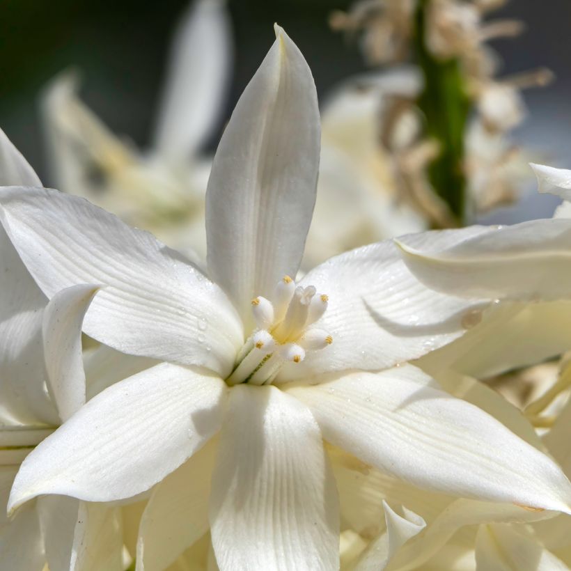 Graines de Yucca bleu - Yucca rostrata (Flowering)