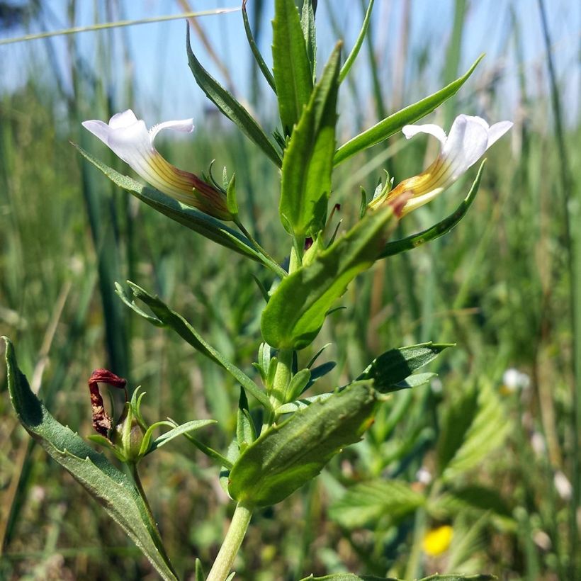 Gratiole officinale - Gratiola officinalis (Foliage)