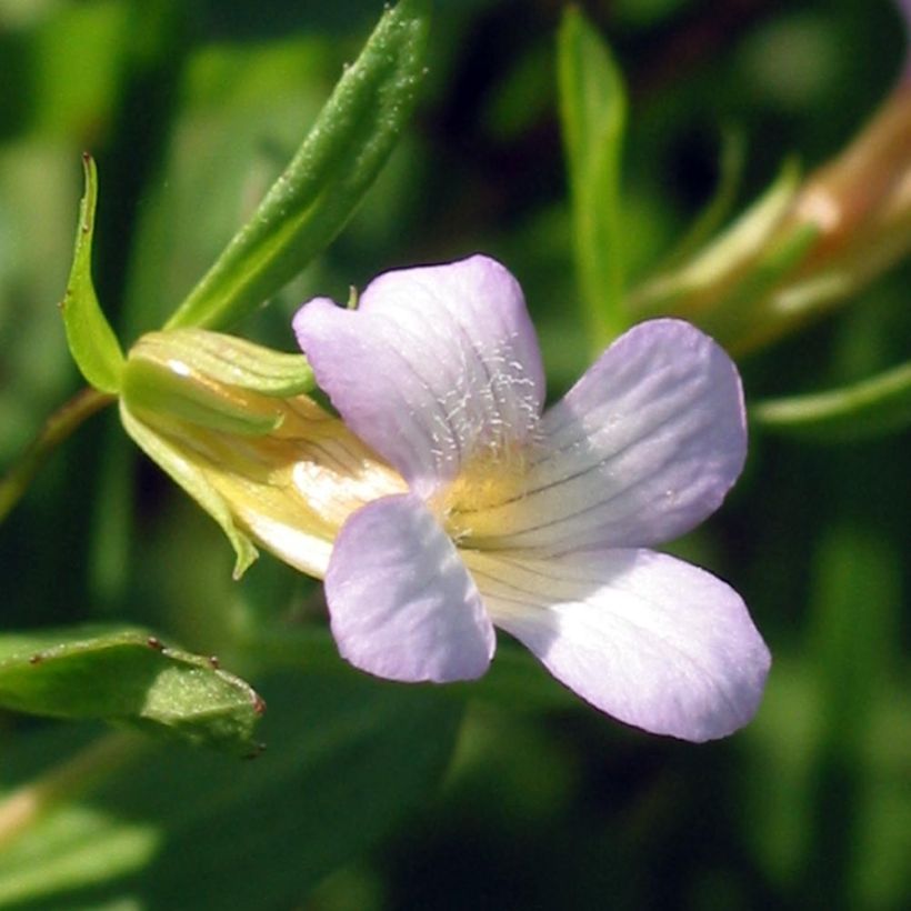 Gratiole officinale - Gratiola officinalis (Flowering)