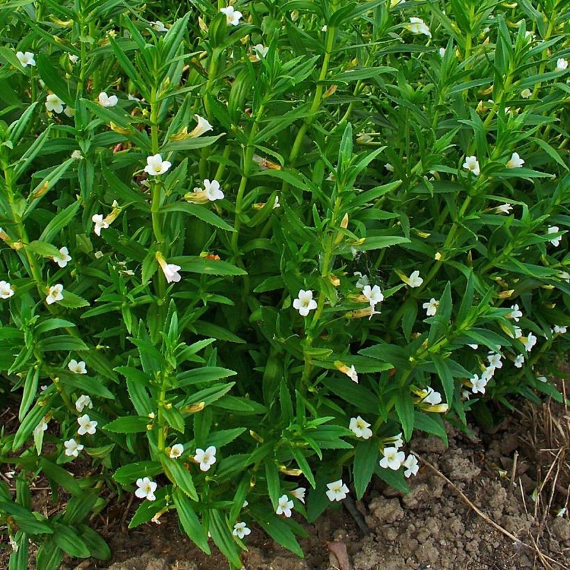 Gratiole officinale - Gratiola officinalis (Plant habit)