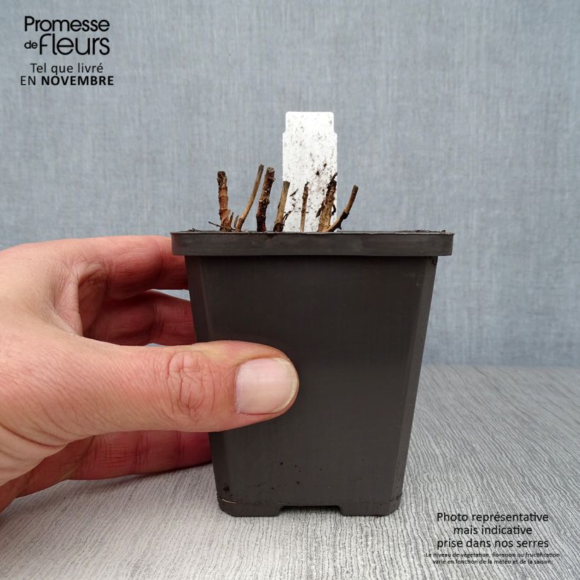 Example of Gratiole officinale - Gratiola officinalis Godet de 8/9 cm as you get in automne