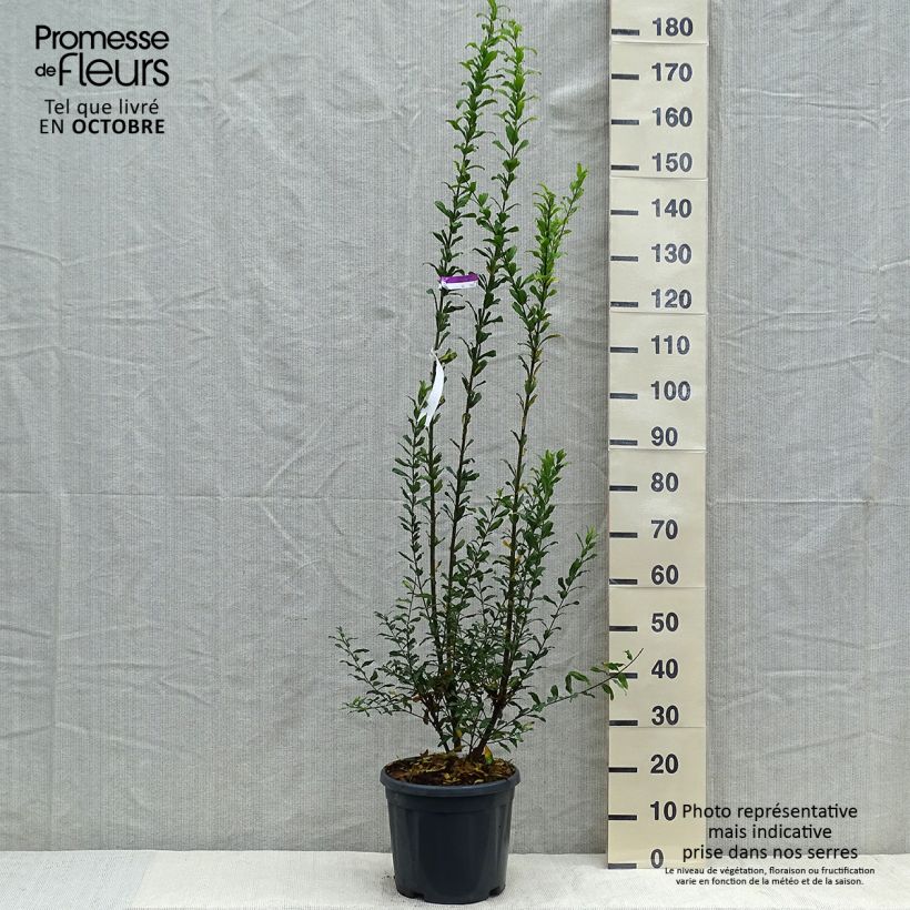 Example of Grenadier à fleurs - Punica granatum Noshi Shibari Pot de 7,5L/10L, Buisson as you get in automne