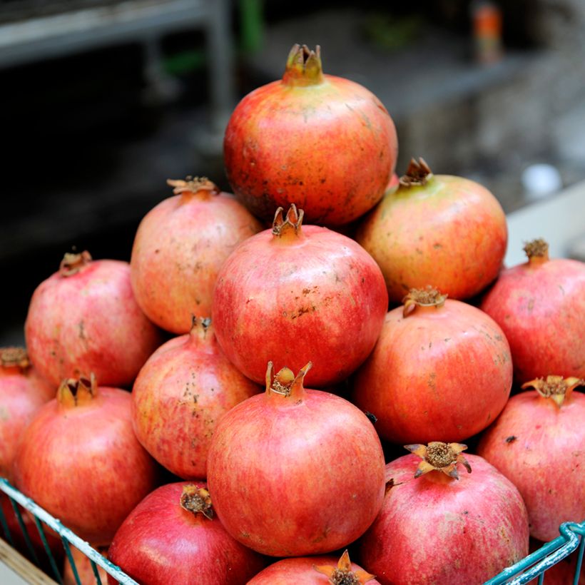 Grenadier à fruits - Punica granatum Acco (Harvest)