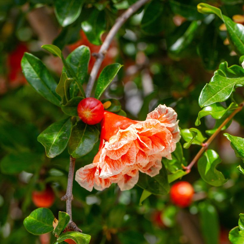 Grenadier à fleurs - Punica granatum California Sunset (Flowering)
