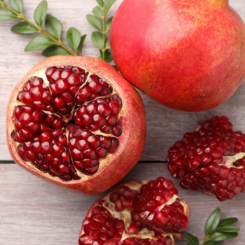 Grenadier à fruits - Punica granatum (Harvest)