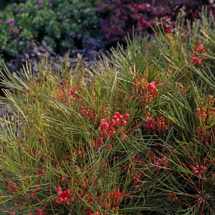 Grevillea johnsonii (Plant habit)