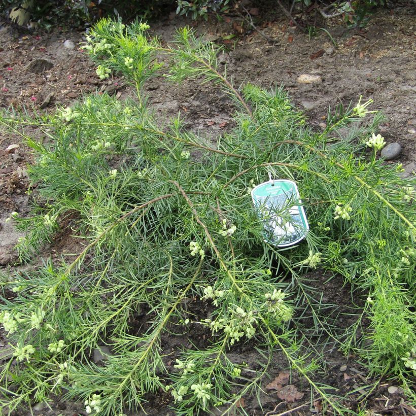 Grevillea gracilis Alba  (Plant habit)