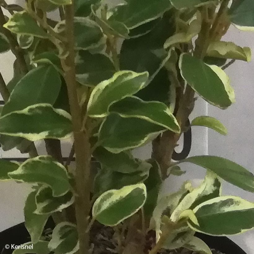 Griselinia littoralis Bantry Bay - Griselinie du littoral  (Foliage)