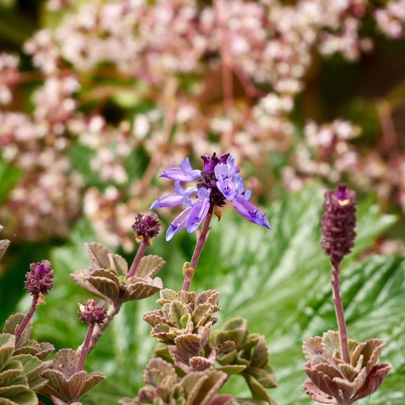 Gros thym antillais - Plectranthus amboinicus (Flowering)