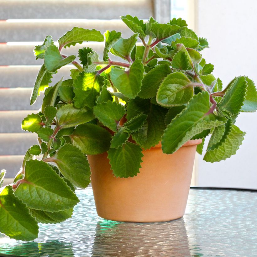 Gros thym antillais - Plectranthus amboinicus (Plant habit)