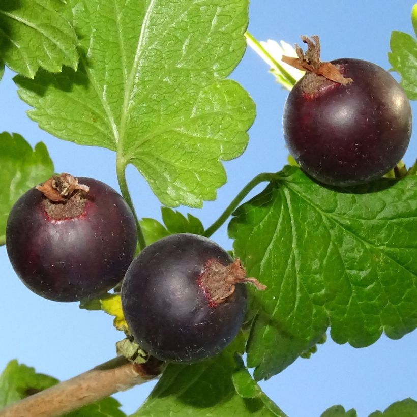 Casseiller Jostaberry - Ribes x nidigrolaria (Harvest)