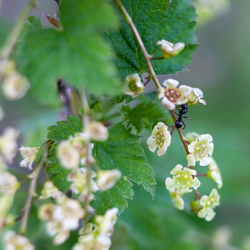 Groseillier à grappes rouges  Jonkheer Van Tets Bio  (Flowering)