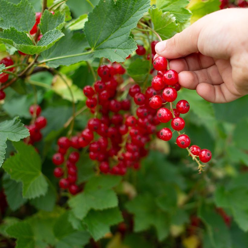 Groseillier à grappes rouges  Jonkheer Van Tets Bio  (Harvest)