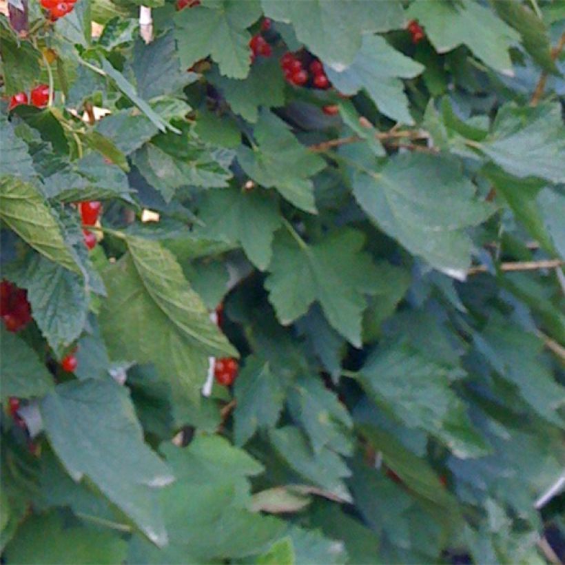 Groseillier à grappes Rovada (Foliage)