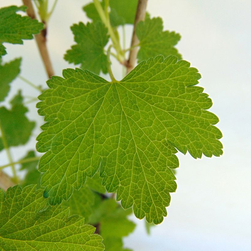 Groseillier à grappes Gloire des Sablons rose (Foliage)