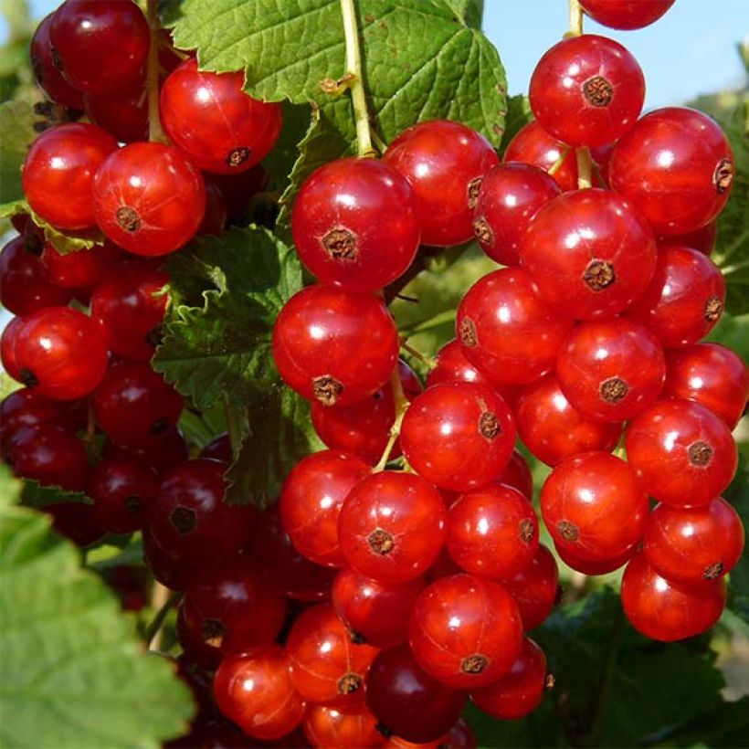 Groseillier à grappes Rolan (Harvest)