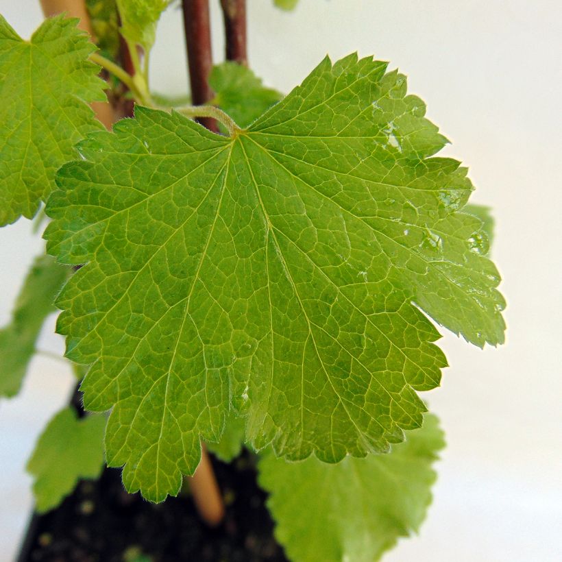 Groseillier à grappes Versaillaise blanche (Foliage)